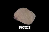 藏品(紫口珊瑚螺)的圖片